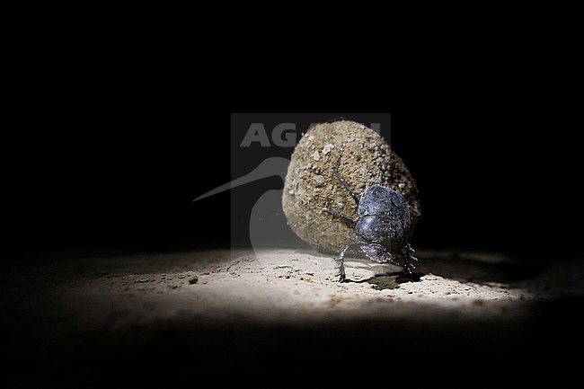 Scarabaeus species in Tajikistan. Rolling a piece of dung from where it was deposited, and burying it in order to feed on it underground. stock-image by Agami/Ralph Martin,
