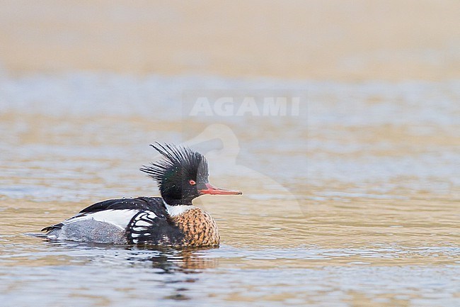 Middelste Zaagbek, Red-breasted Merganser, Mergus serrator pair, male, female, fishing in river mouth with reflection stock-image by Agami/Menno van Duijn,