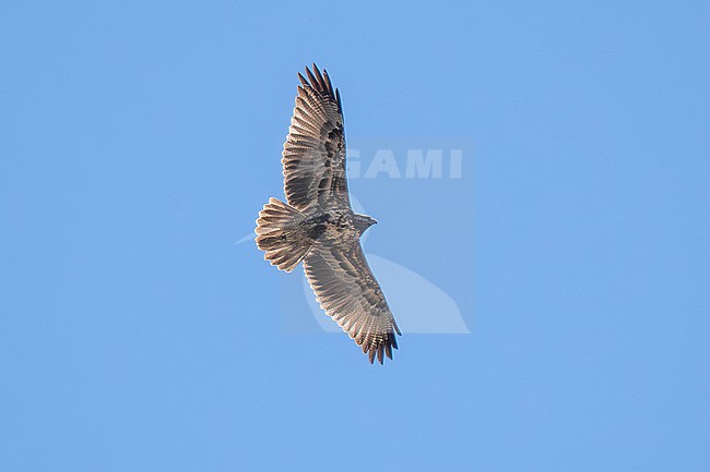 Black-chested Buzzard-Eagle (Geranoaetus melanoleucus australis) juvenile in flight against a blue sky in Argentina stock-image by Agami/Andy & Gill Swash ,