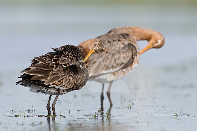 Grutto stel veren poetsend; Black-tailed Godwit pair preening stock-image by Agami/Hans Germeraad,