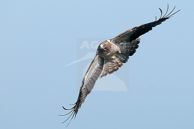 Pale morph Booted Eagle (Aquila pennata) in flight, showing underparts against blue sky as background stock-image by Agami/Kari Eischer,