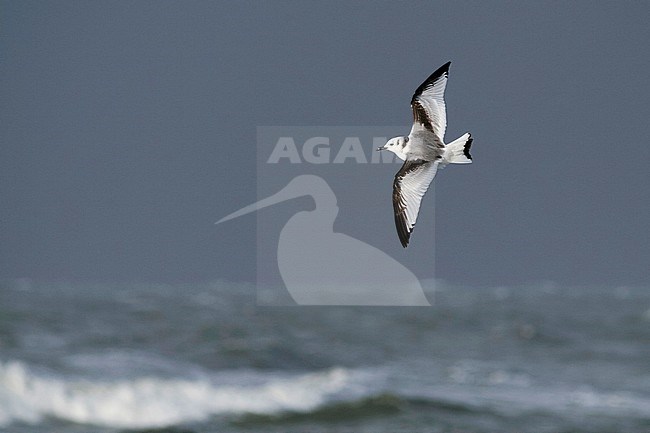 Black-legged Kittiwake - Dreizehenmöwe - Rissa tridactyla, Germany, 1st cy stock-image by Agami/Ralph Martin,