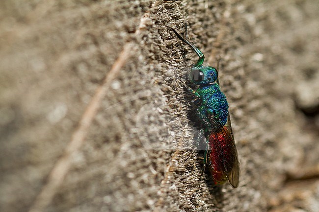 Chrysis ignita - Ruby-tailed Wasp - Gemeine Goldwespe, Germany (Baden-Württemberg), imago stock-image by Agami/Ralph Martin,