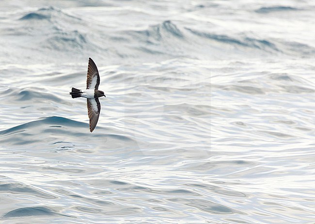 Gough Black-bellied Storm-Petrel (Fregetta tropica melanoleuca) in the Southern Atlantic Ocean, around the Tristan da Cunha and Gough islands. Also called White-bellied Black-bellied Storm Petrel. stock-image by Agami/Martijn Verdoes,