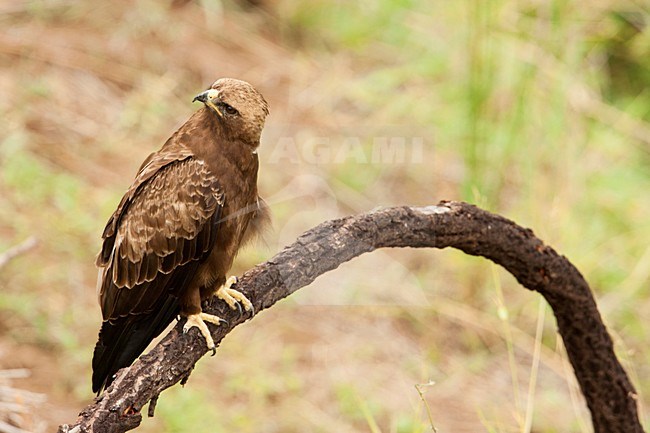 Wahlbergs Arend zittend in boom, Wahlberg's Eagle perched in tree stock-image by Agami/Wil Leurs,