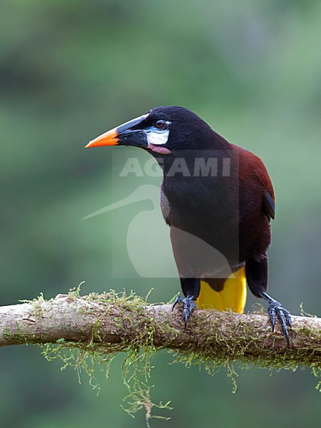 Montezumaoropendola zittend op tak, Montezuma Oropendola perched on a branch stock-image by Agami/Alex Vargas,