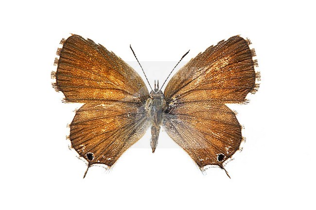Geranium Bronze, Cacyreus marshalli stock-image by Agami/Wil Leurs,