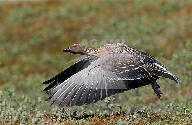 Pink-footed Goose (Anser brachyrhynchus) taking off from tundra in Iceland. stock-image by Agami/Tomi Muukkonen,