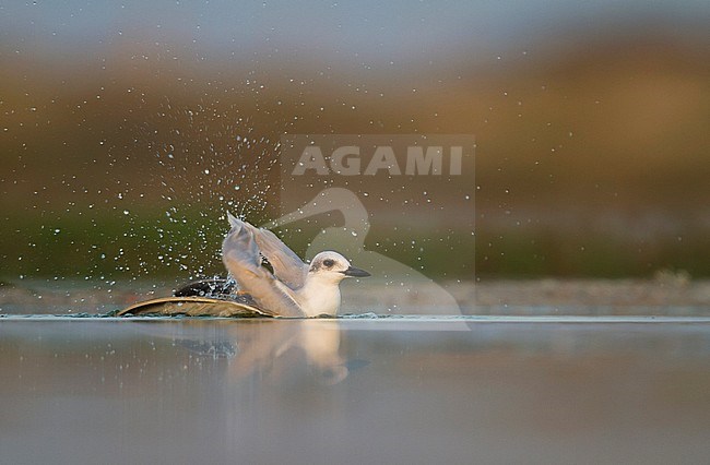 Gull-billed Tern - Lachseeschwalbe - Gelochelidon nilotica, Oman, adult, winter plumage stock-image by Agami/Ralph Martin,