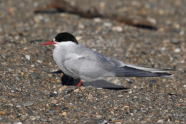 Arctic Tern  (Sterna paradisaea) taken the 06/06/2022 at Nome - Alaska - USA stock-image by Agami/Aurélien Audevard,