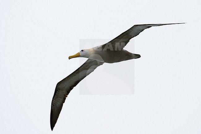 A waved albatross, Diomedea irrorata, in flight. Espanola Island, Galapagos, Ecuador stock-image by Agami/Sergio Pitamitz,