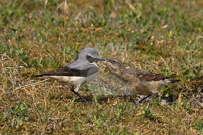 Mannetje Tapuit voert jong; Male Northern Wheatear feeding young stock-image by Agami/Martijn Verdoes,