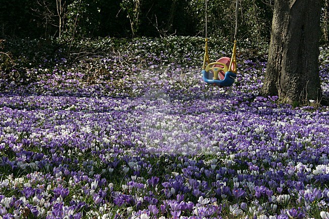Tuin vol bloeiende krokussen, Garden with flowering crocus stock-image by Agami/Kristin Wilmers,