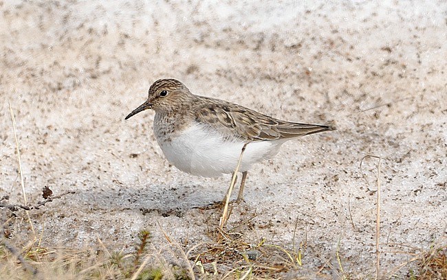 Temminck's Stint (Calidris temminckii) at the breeding ground in northern Norway stock-image by Agami/Eduard Sangster,