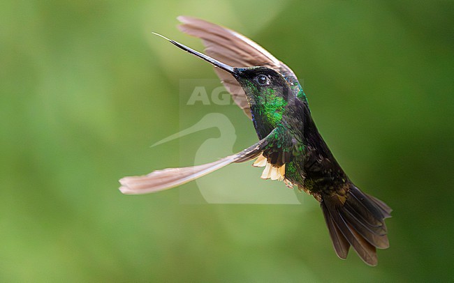 Buff-winged Starfrontlet (Coeligena lutetiae) stock-image by Agami/Lennart Verheuvel,