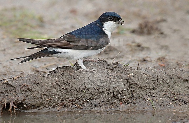 House Martin (Delichon urbicum), standing next to a pool of mud to collect nesting material, seen from the side. stock-image by Agami/Fred Visscher,