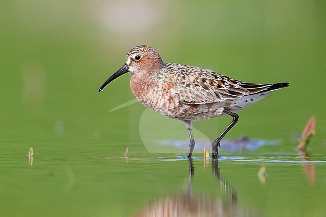Curlew Sandpiper (Calidris ferruginea), side view of an adult moulting to breeding plumage, Campania, Italy stock-image by Agami/Saverio Gatto,