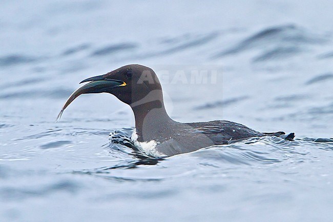 Common Murre (Uria aalge) swimming in the Atlantic Ocean off the coast of Newfoundland, Canada. stock-image by Agami/Glenn Bartley,