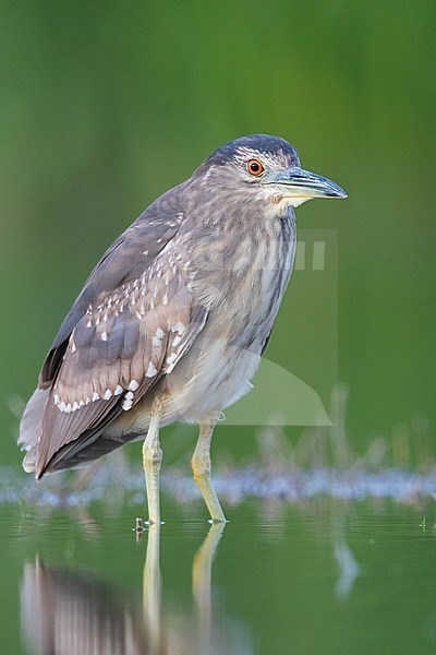 Black-crowned Night Heron (Nycticorax nycticorax), second calendar year juvenile standing in the water, Campania, Italy stock-image by Agami/Saverio Gatto,