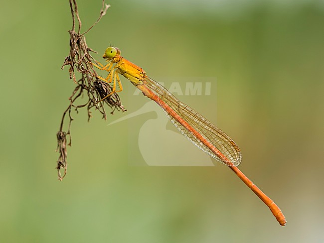 Mannetje Ceriagrion glabrum, Male Common Orange stock-image by Agami/Wil Leurs,