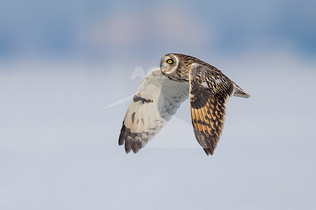 Velduil in vlucht; Short-eared Owl in flight stock-image by Agami/Daniele Occhiato,