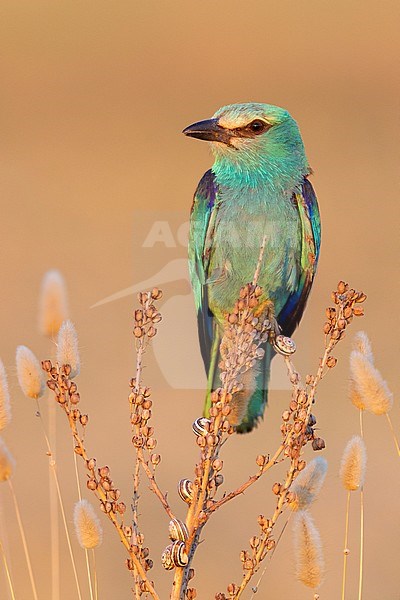 European Roller (Coracias garrulus), front view of an adult female perched on an Asphodelus sp., Campania, Italy stock-image by Agami/Saverio Gatto,