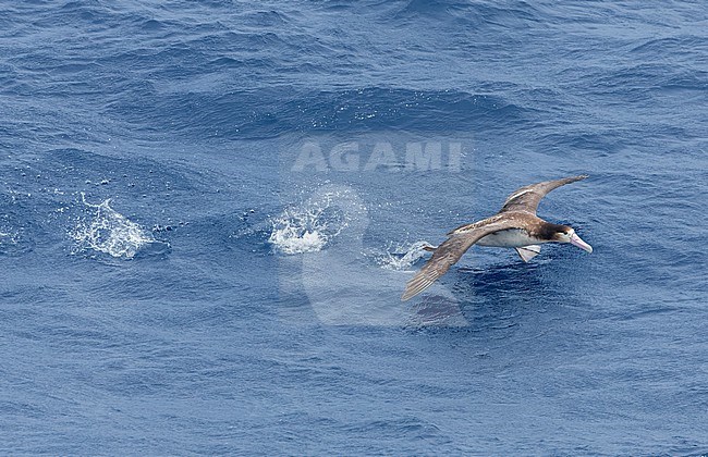 Immature Short-tailed Albatross (Phoebastria albatrus) at sea off Torishima island, Japan. Also known as Steller's albatross. Running over the water surface, taking off. stock-image by Agami/Marc Guyt,