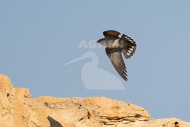 Pale Crag Martin (Ptyonoprogne obsoleta) wintering in Oman. stock-image by Agami/Sylvain Reyt,