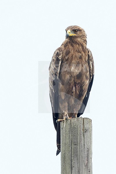 Adult Lesser Spotted Eagle, Clanga pomarina, in Romania. Perched on a wooden pole on side of the road. stock-image by Agami/Ralph Martin,