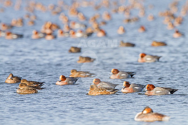 Smient, Eurasian Wigeon, Anas penelope wintering birds on lake during frost period stock-image by Agami/Menno van Duijn,