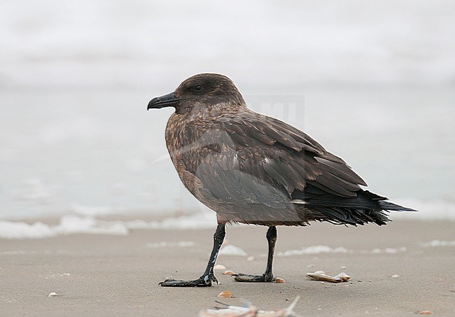 Great Skua (Catharacta skua) standing on a beach in the Netherlands. stock-image by Agami/Arnold Meijer,