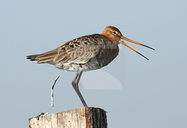 Grutto roepend en poepend; Black-tailed Godwit calling and shitting stock-image by Agami/Roy de Haas,