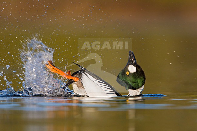 Brilduiker baltsend; Common Goldeneye (Bucephala clangula) swimming in a loagoon and performing it's mating display in Victoria, BC, Canada. stock-image by Agami/Glenn Bartley,