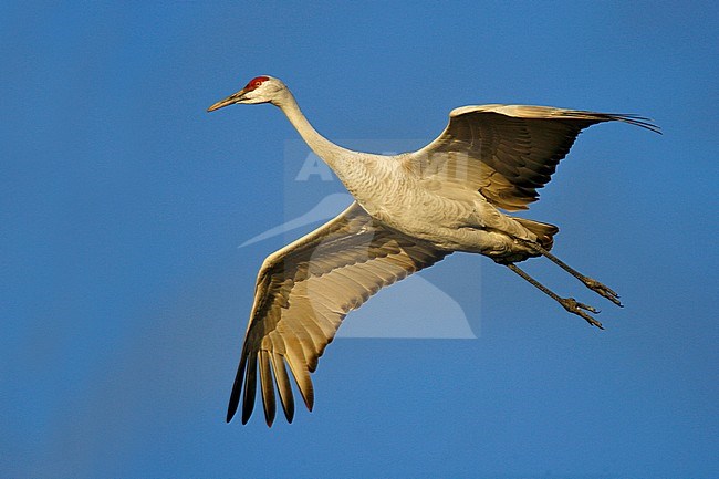 Adult
Socorro Co., NM
December 2007 stock-image by Agami/Brian E Small,