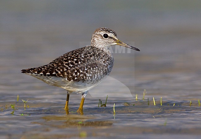 Volwassen Bosruiter; Adult Wood Sandpiper stock-image by Agami/Daniele Occhiato,