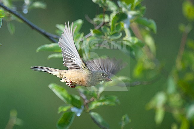 Adult male Ortolan Bunting (Emberiza hortulana) in flight with willow leaves as background stock-image by Agami/Kari Eischer,