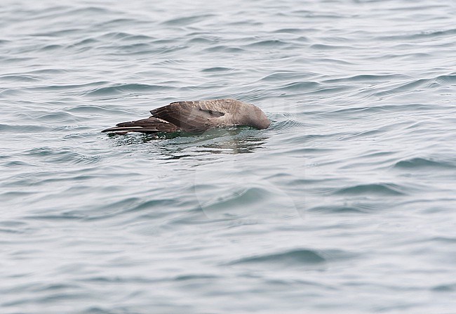 Sooty Shearwater (Puffinus griseus) during autumn migration off the California coast, USA. Formely known as Puffinus griseus. stock-image by Agami/Marc Guyt,