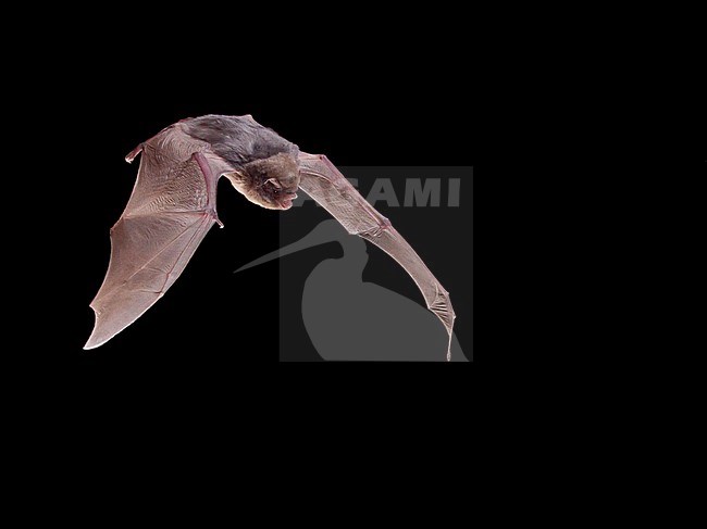 Schreibers' Bat, (Miniopterus Schreibersii) stock-image by Agami/Theo Douma,