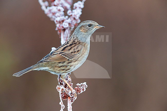 Dunnock (Prunella modularis), adult perched on a frost covered stem, Campania, Italy stock-image by Agami/Saverio Gatto,