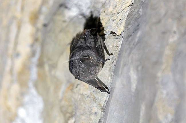Western Barbastelle (Barbastella barbastellus) perched in Linglé tunnel, Bertrix, province of  Luxemburg, Belgium. stock-image by Agami/Vincent Legrand,