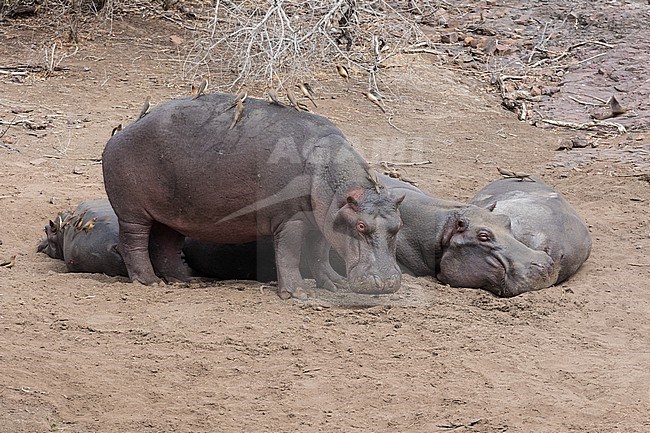 Hippopotamus (Hippopotamus amphibius) in South Africa. With Oxpeckers on its back. stock-image by Agami/Pete Morris,