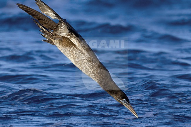 Jan-van-gent duikend naar vis; Northern Gannet diving for fish stock-image by Agami/Daniele Occhiato,