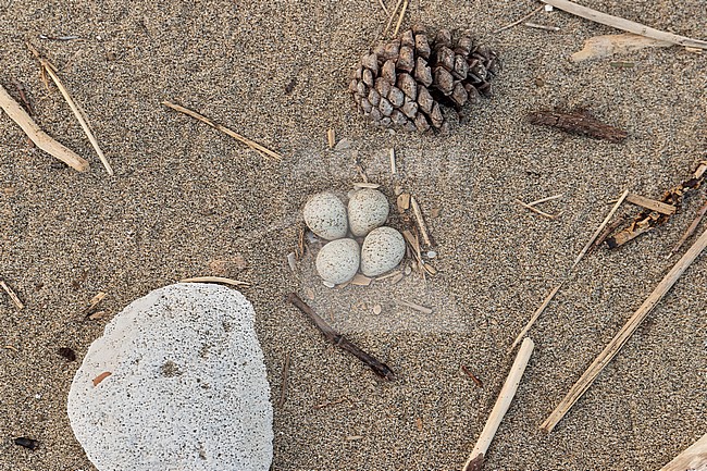 Nest of Little Ringed Plover (Charadius dubius), Close-up of a nest with four eggs, Campania, Italy stock-image by Agami/Saverio Gatto,
