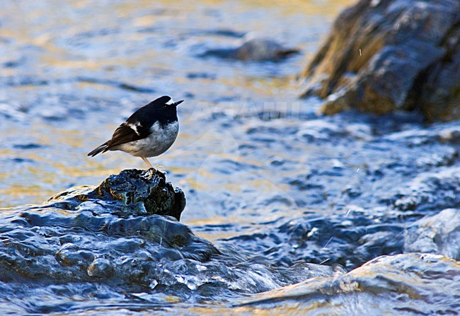 Little Forktail (Epicurus scowler) standing on a rock in a fast flowing river in India stock-image by Agami/AGAMI,