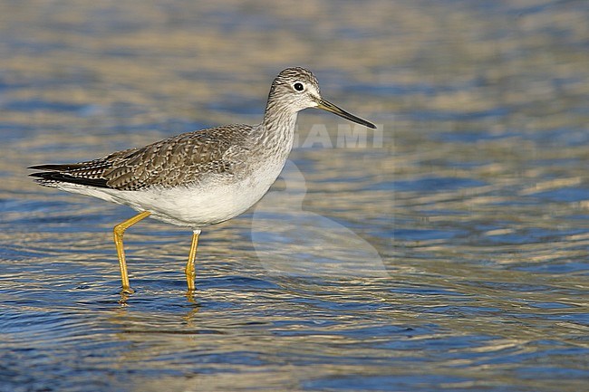 Grote Geelpootruiter, Greater Yellowlegs stock-image by Agami/Glenn Bartley,