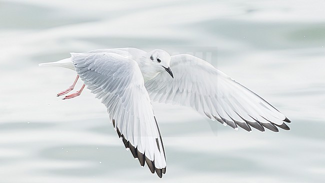 Bonaparte's gull (Chroicocephalus philadelphia) stock-image by Agami/Lennart Verheuvel,