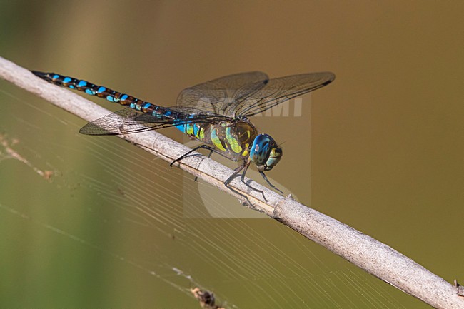 Paardenbijter, Migrant Hawker stock-image by Agami/Daniele Occhiato,