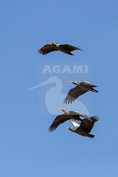 three wattled ibis (Bostrychia carunculata) in flight, found at Sanetti Plateau in Bale Mountains National Parc in Ethiopia stock-image by Agami/Mathias Putze,