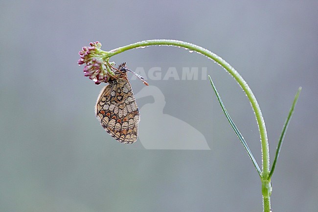 Heath Fritillary (Melitaea athalia) resting on the edge of a small plant in Mercantour in France, against a natural grey colored background. stock-image by Agami/Iolente Navarro,