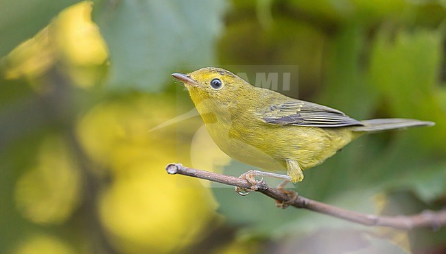 Wilson's warbler (Cardellina pusilla) in North America. During autumn migration. stock-image by Agami/Ian Davies,